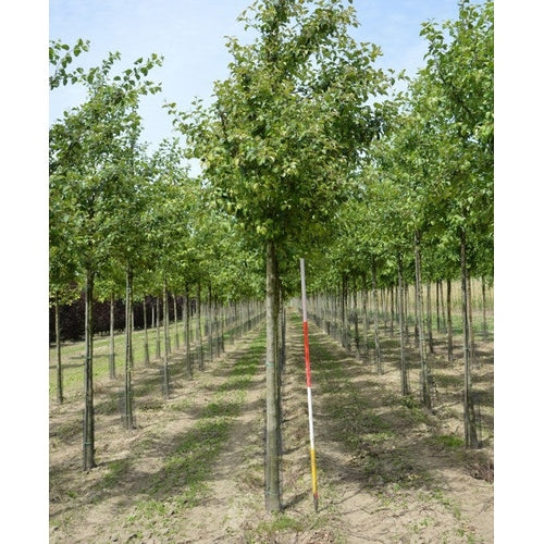 Prydnadsapel - Malus 'Evereste' - Stammens omkrets 18-20 cm, höjd 4 +/- meter, HS, COCO